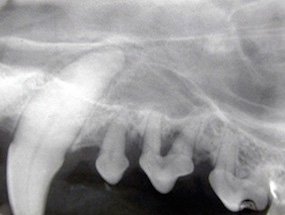 Radiografia intra-oral do canino.