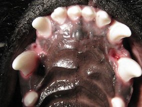 Vista do céu da boca mostrando ferida onde ele morde o canino de baixo.
