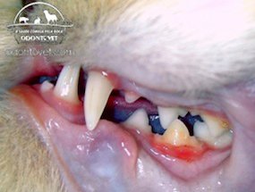Boca de um gato onde nota-se o quarto pré-molar inferior esquerdo em destaque pelo acúmulo de tártaro (amarelado) e inflamação da gengiva (vermelhidão).