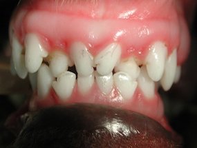 Desalinhamento dos incisivos inferiores de um cão devido presença de dente incisivos extra-numerários.