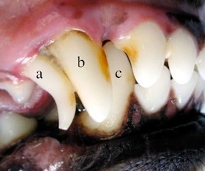 Imagem da boca de um filhote de cão de 6 meses de idade