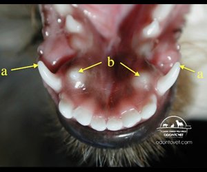 Imagem da boca do filhote após 15 dias da extração dos caninos de leite
