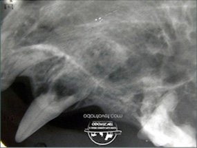 Radiografia deste canino revela que não existe mais raiz que foi completamente reabsorvida pelo organismo. Dente deve ser extraído.