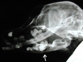 Radiografia de crânio convencional de paciente canino. Seta indica fratura da mandíbula.
