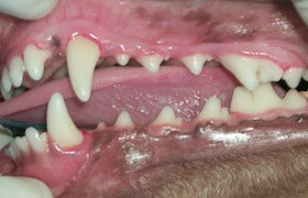  Cão após tratamento periodontal básico (raspagem e polimento dental).