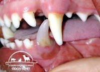 Dor de dente pet canino inferior de cão escurecido