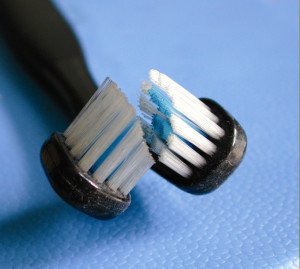 escova de dente para pets