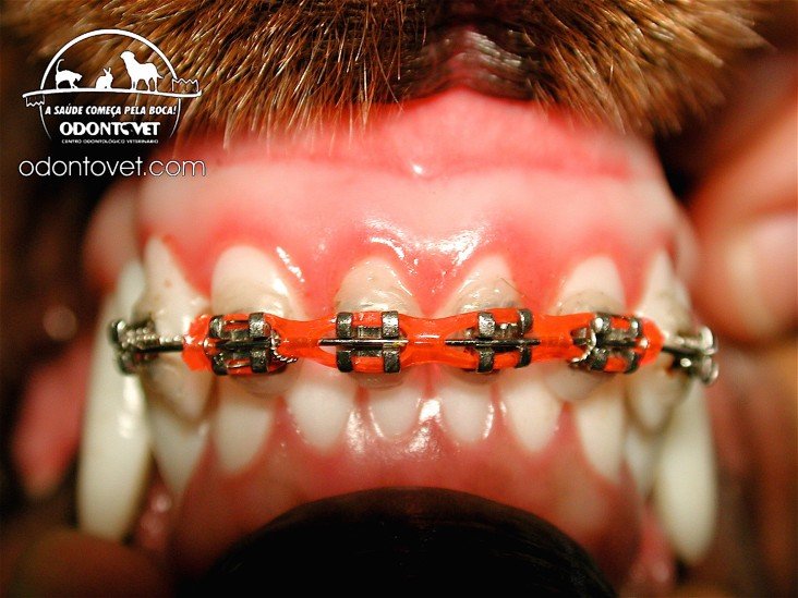 Aparelhos ortodonticos para caes e animais domésticos