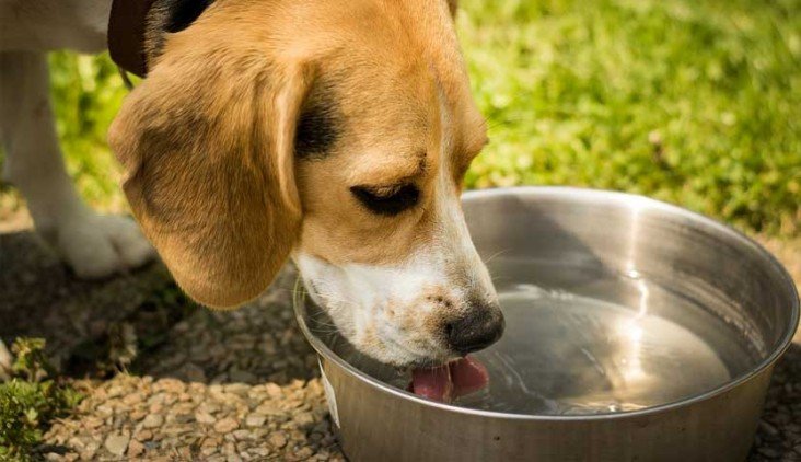 cães bebem água