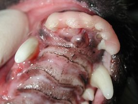 Odontologia veterinária: Fraturas de mandíbula e maxila - Blog do