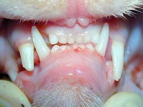 Odontologia veterinária: Fraturas de mandíbula e maxila - Blog do