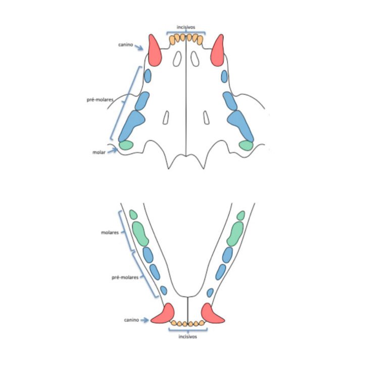 Tratamento em Ferrets Odontovet Odontologia Veterinária