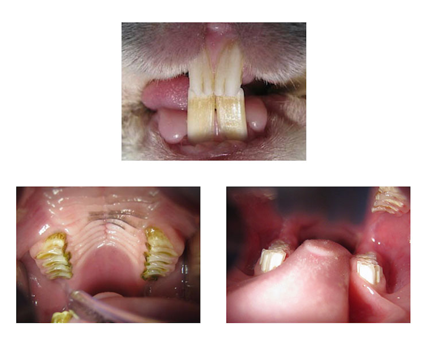 Prótese Dentária Em Fundo Azul, Close-up. Velhice. Dentes. Jaw. Close Up,  Modelo De Mandíbula É Usado Pelo Dentista Para Demonstrar Como Dentes  Humanos E Mandíbula Funciona Em Fundo Azul Com Espaço Para