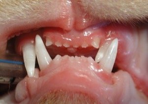 Problemas odontológicos comuns em gatos