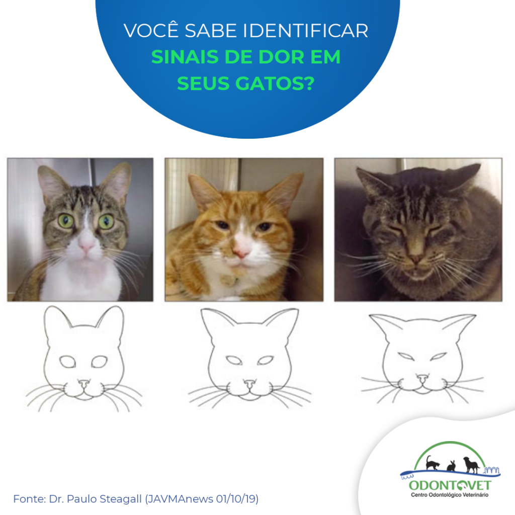 Você sabe identificar sinais de dor em seus gatos? - Odontovet
