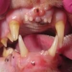 dentição felina